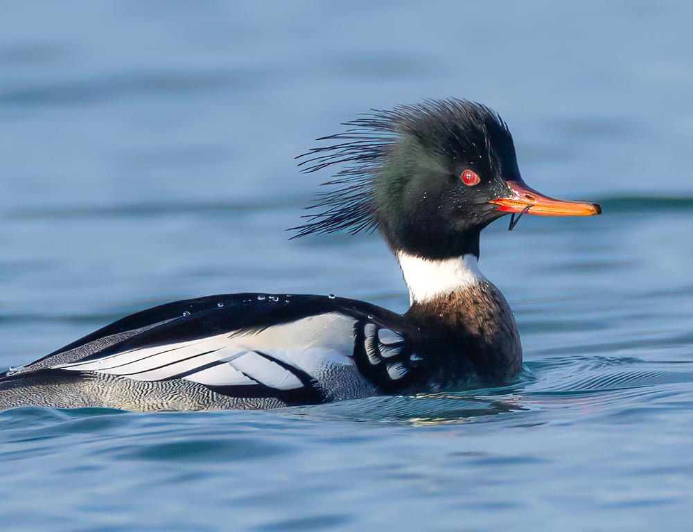 Red-breasted Merganser