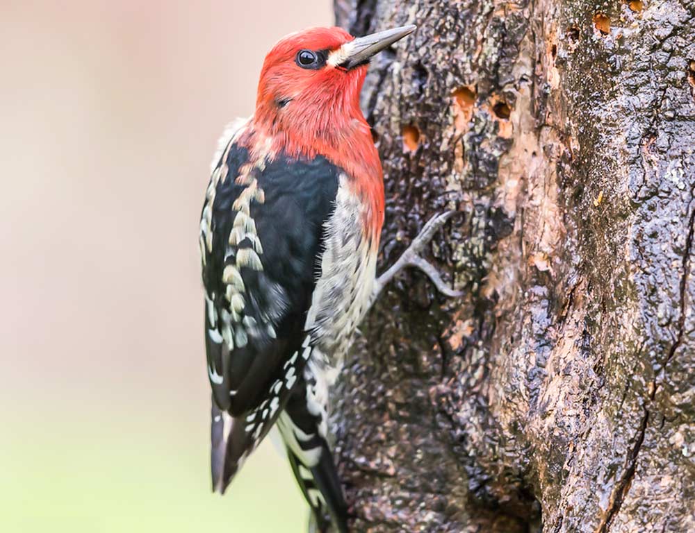 Red-breasted Sapsucker