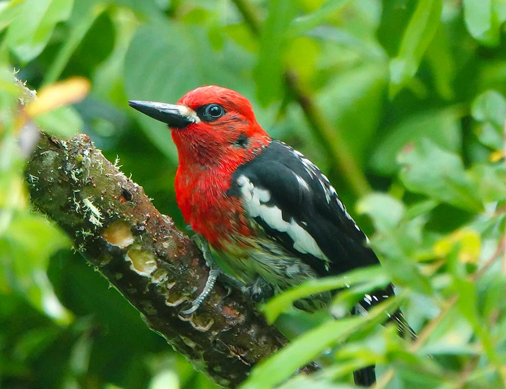 Red-breasted Sapsucker