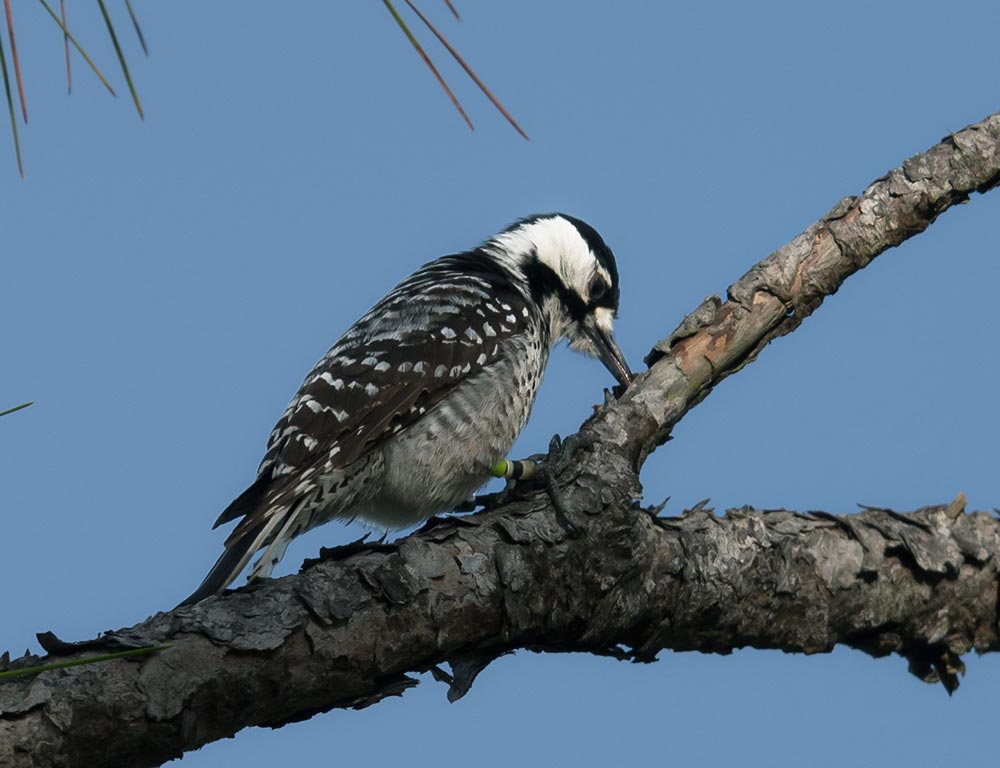 Red-cockaded Woodpecker