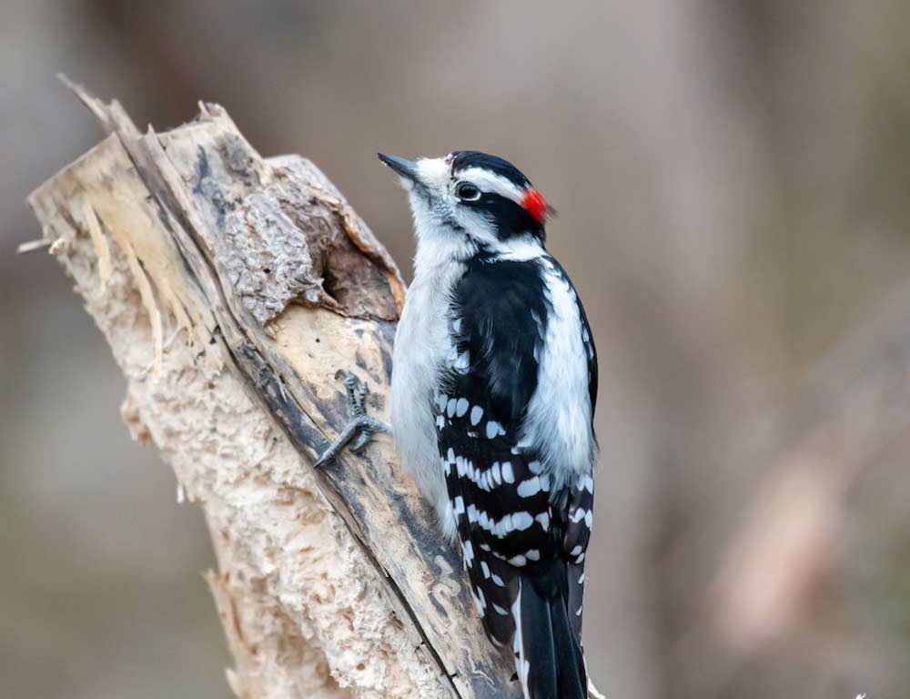 Red-cockaded Woodpecker