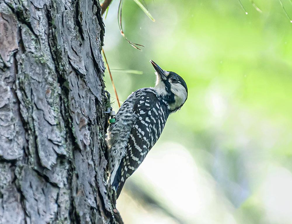 Red-cockaded Woodpecker