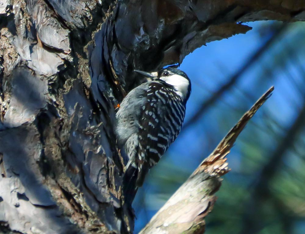 Red-cockaded Woodpecker