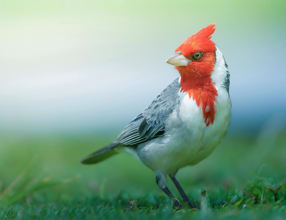 Red-crested Cardinal