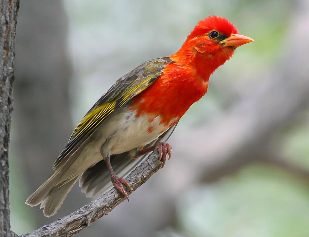 Red-headed Weaver