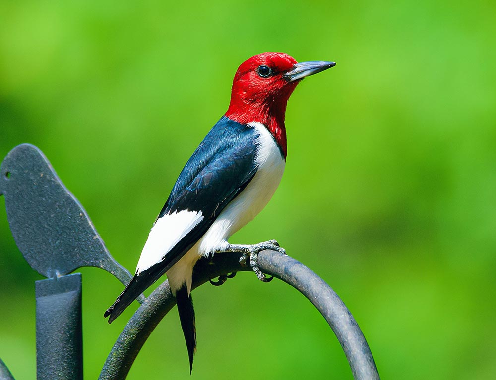 Red-headed Woodpecker