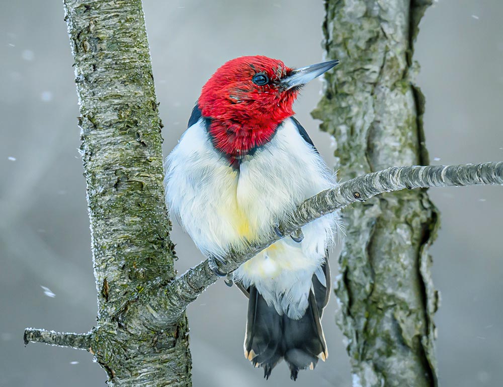 Red-headed Woodpecker