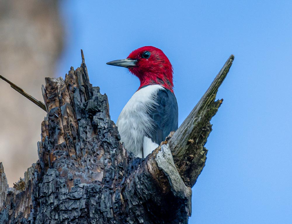 Red-headed Woodpecker