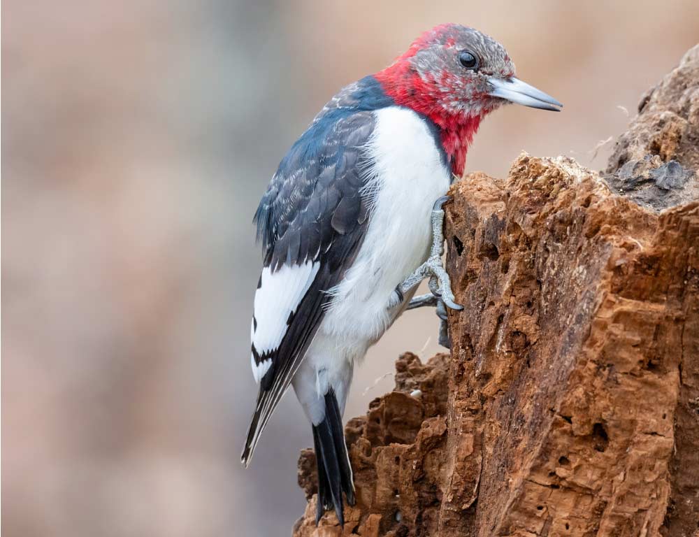 Red-headed Woodpecker