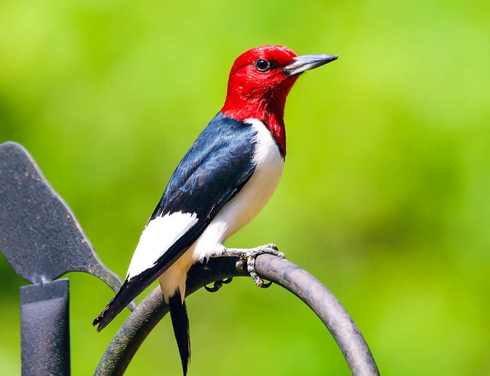 Red-headed Woodpecker