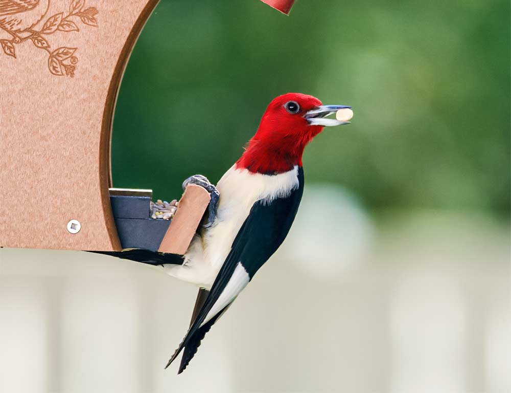 Red-headed Woodpecker