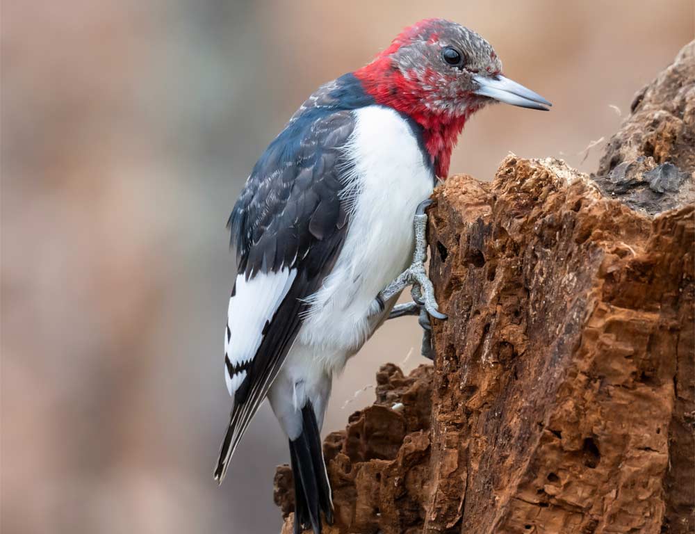 Red-headed Woodpecker