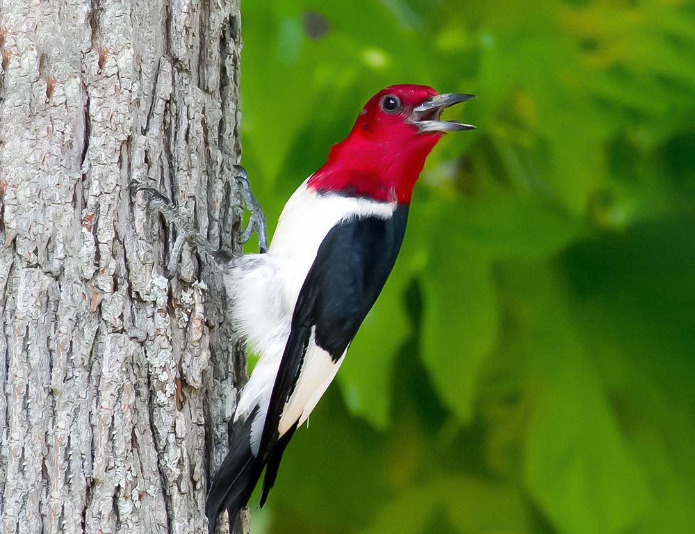 Red-headed Woodpecker