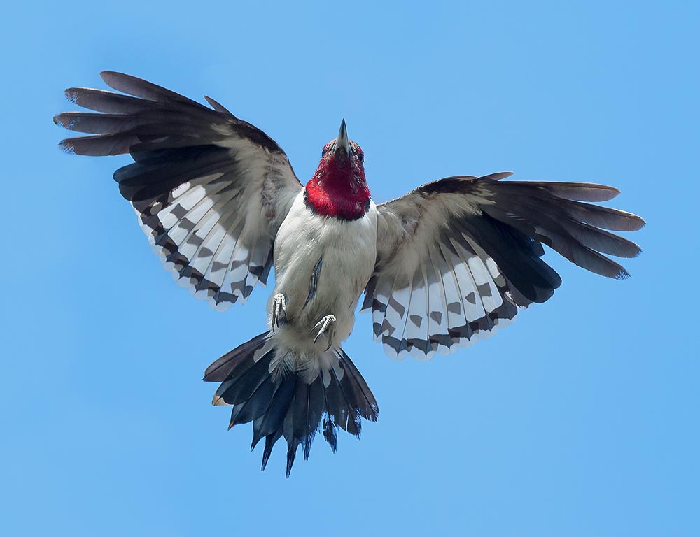 Red-headed Woodpecker