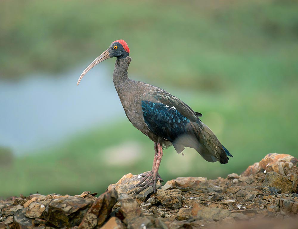 Red-naped Ibis