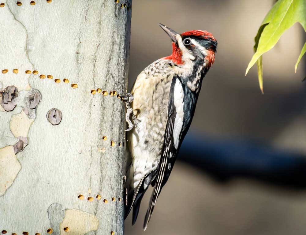 Red-naped Sapsucker