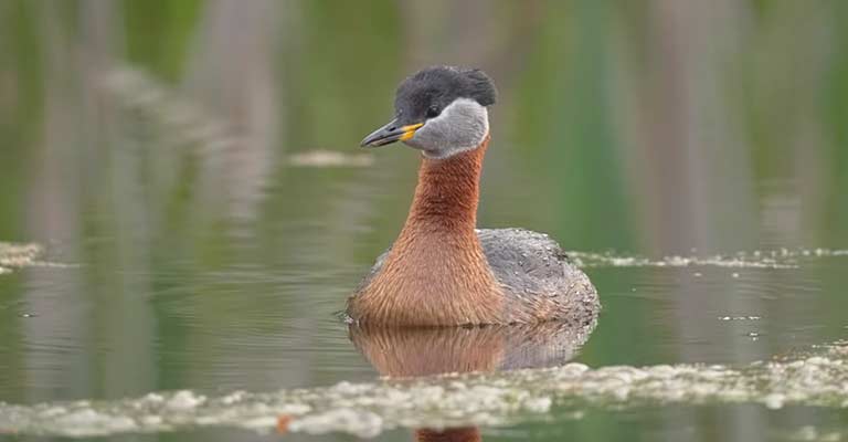 Red-necked Grebe Life History