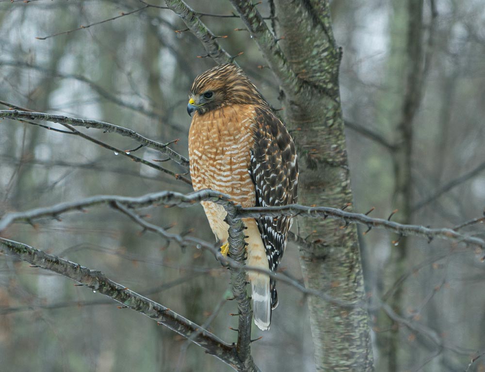 Red-shouldered Hawk