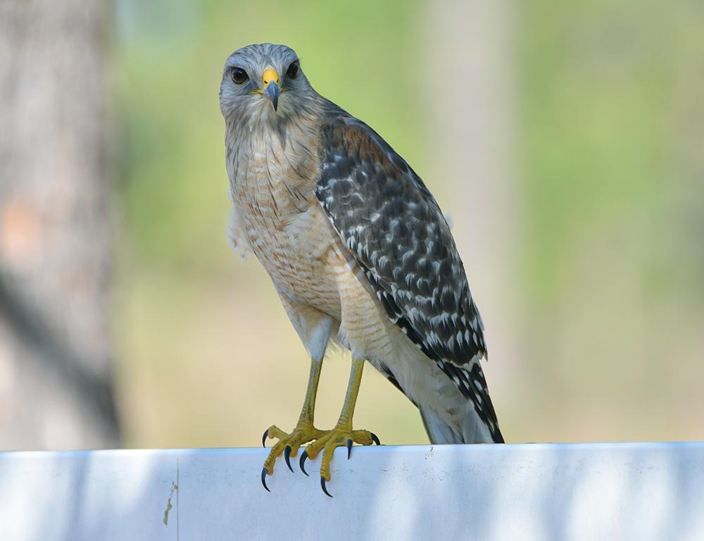 Red-shouldered Hawk