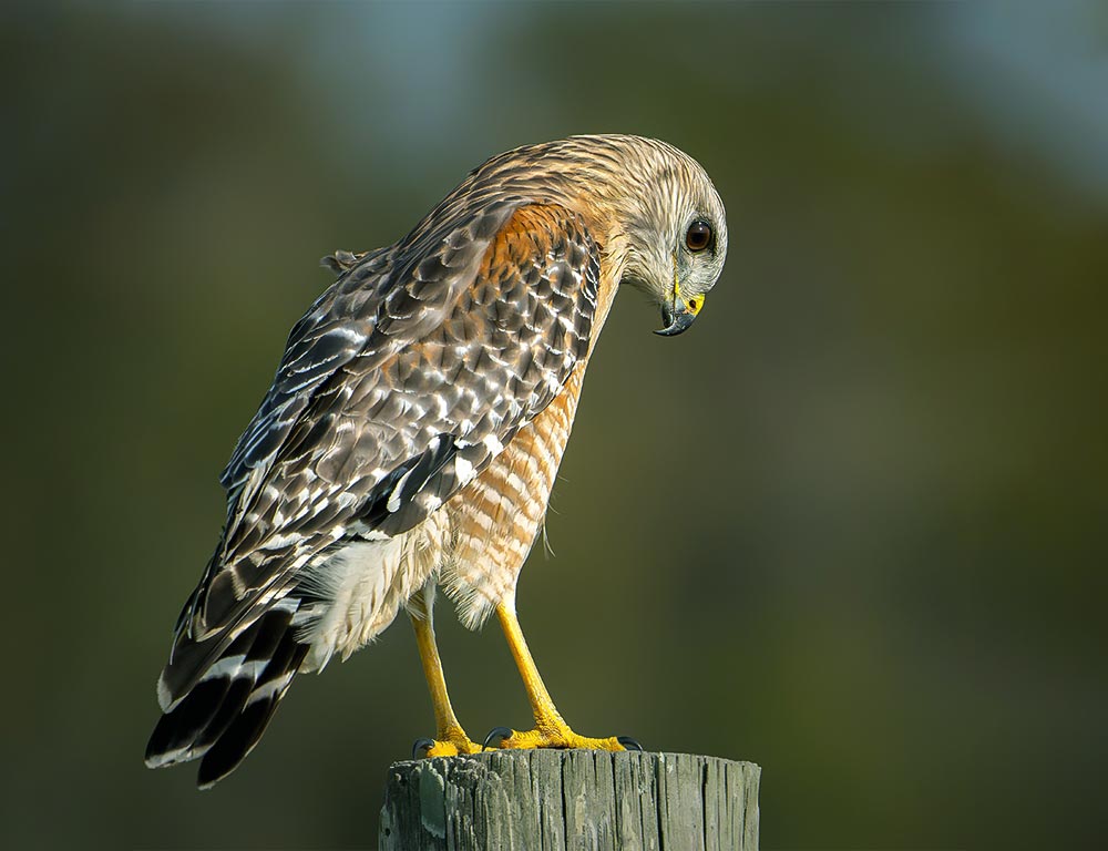 Red-shouldered Hawk