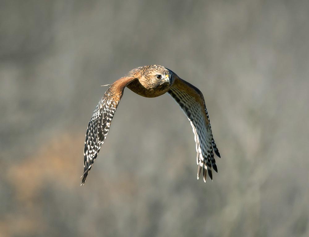 Red-shouldered Hawk