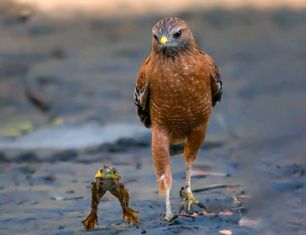 Red-shouldered Hawk