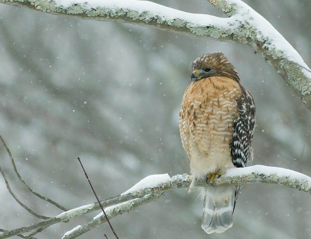 Red-shouldered Hawk