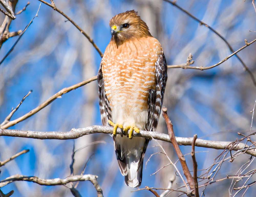 Red-shouldered Hawk