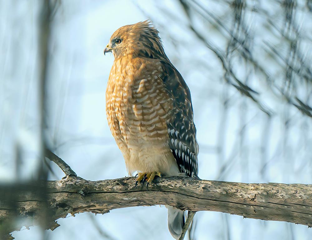 Red-shouldered Hawk