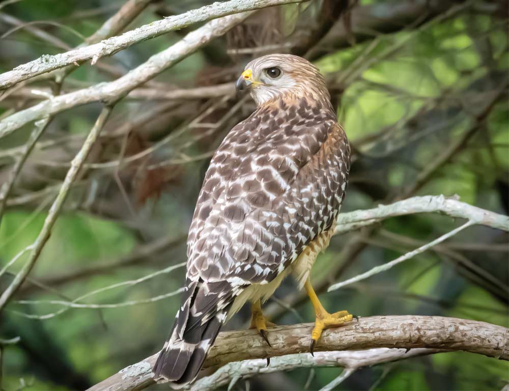 Red-shouldered Hawk