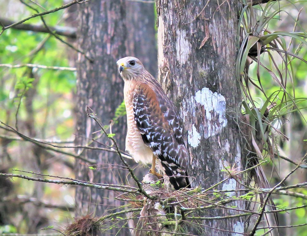 Red-shouldered Hawk