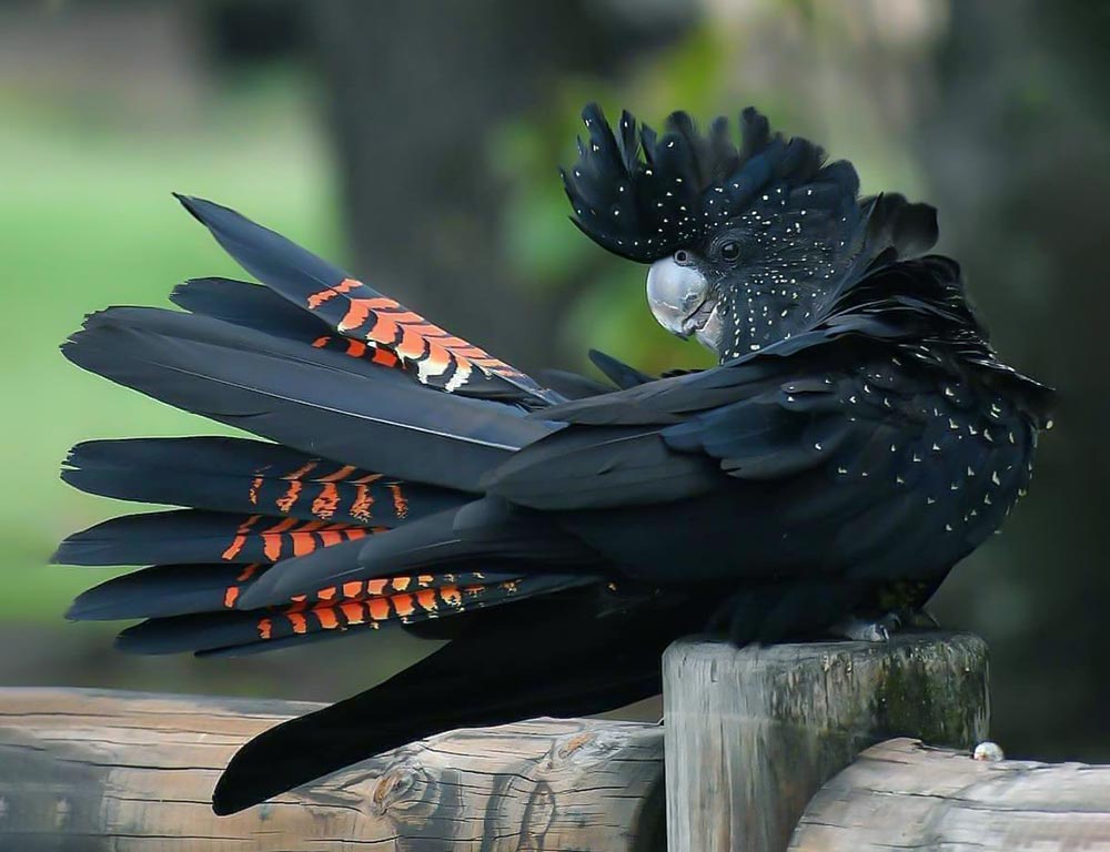 Red-tailed Black Cockatoo