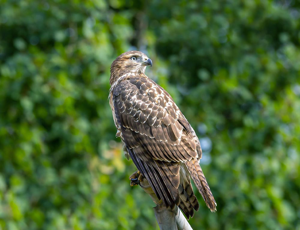 Red-tailed Hawk