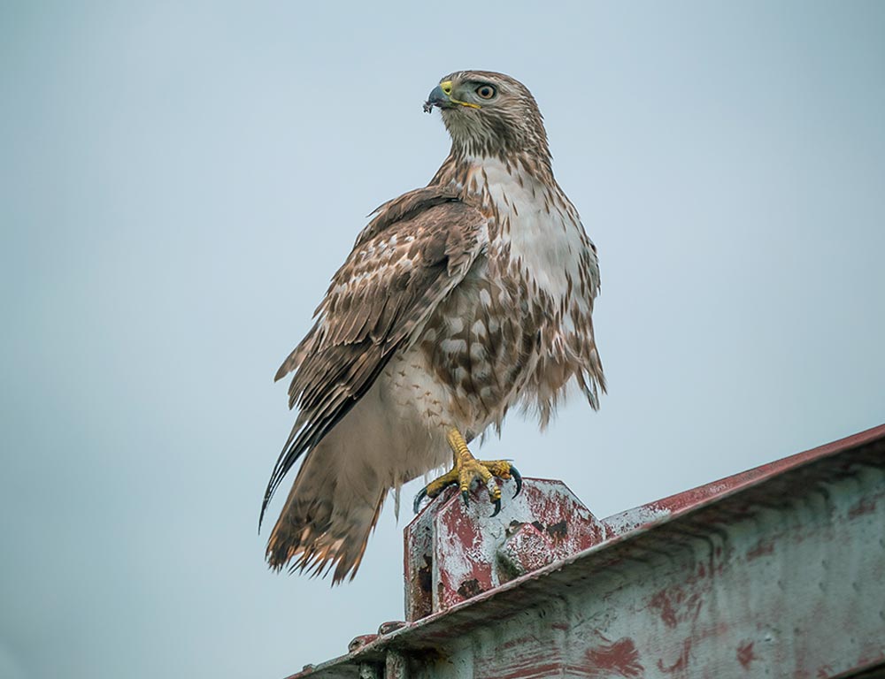 Red-tailed Hawk