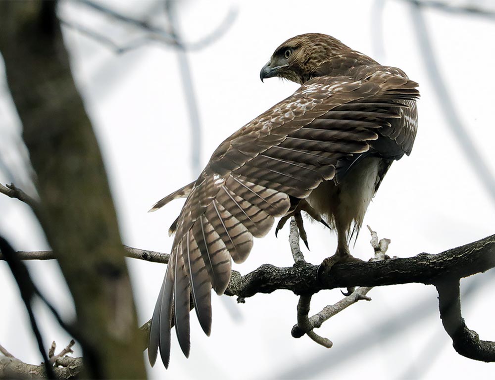 Red-tailed Hawk