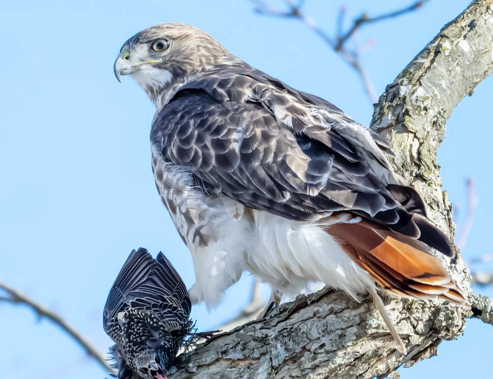 Red-tailed Hawk