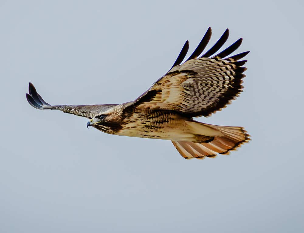 Red-tailed Hawk