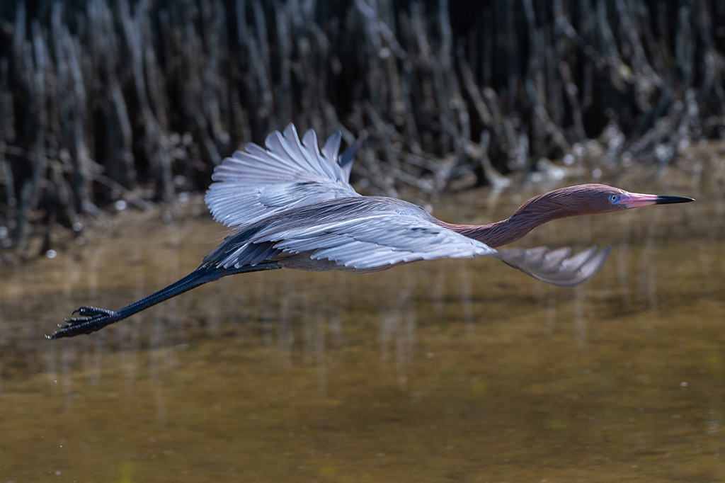 Reddish Egret