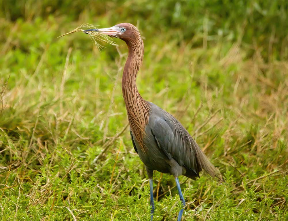 Reddish Egret