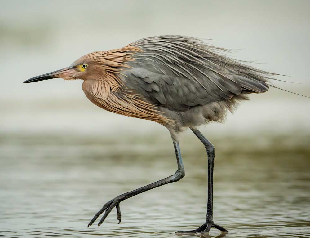 Reddish Egret