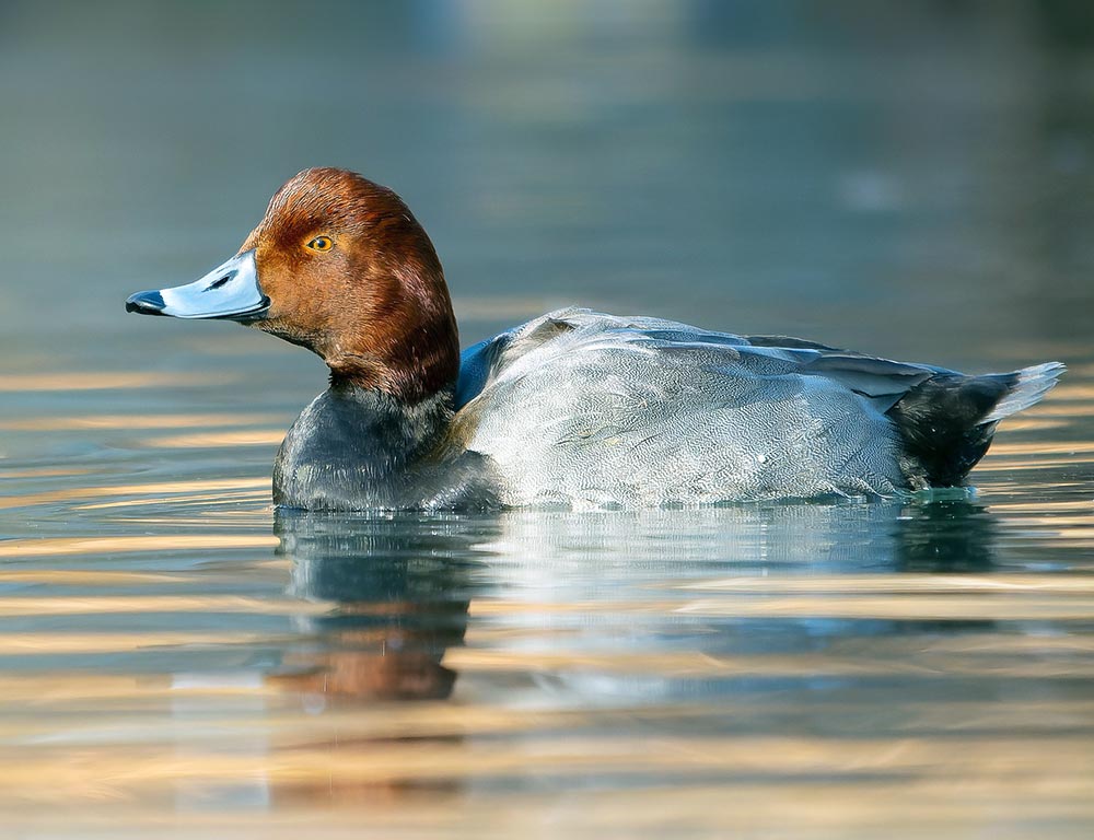 Redhead