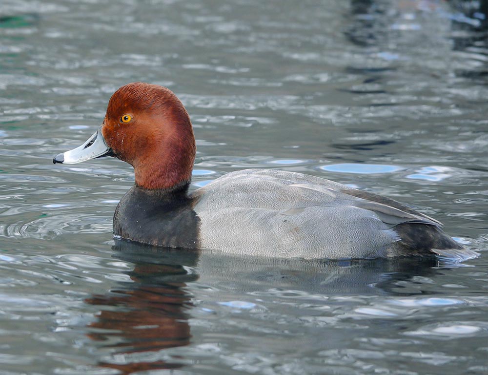 Redhead