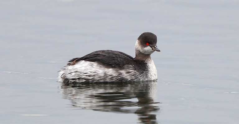 Reproduction of Black-necked Grebe