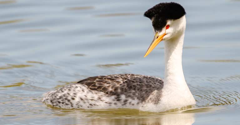 Reproduction of Clark's Grebe