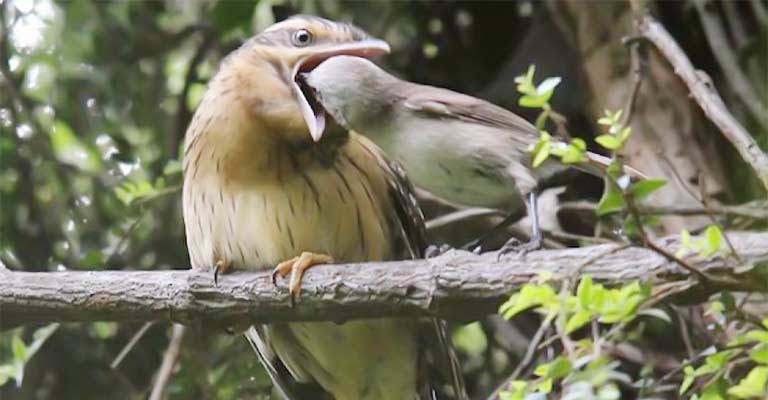 Reproduction of Pacific Long-tailed Cuckoo