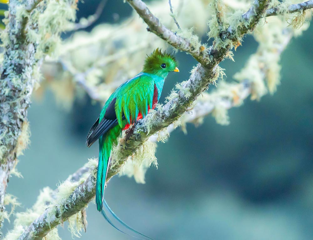 Resplendent Quetzal