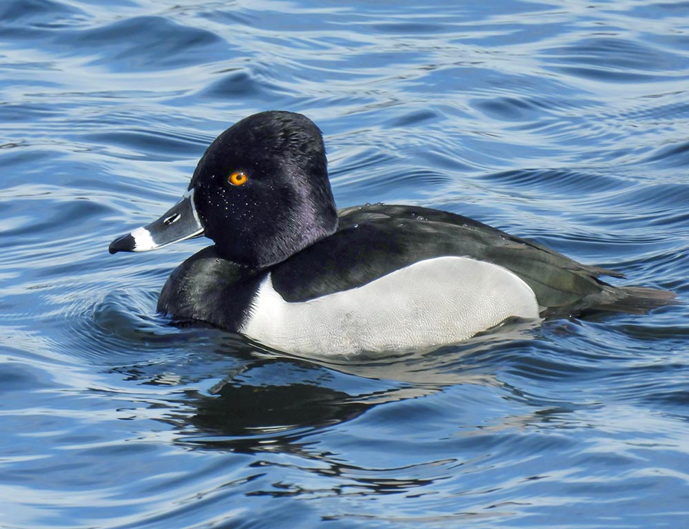 Ring-necked Duck