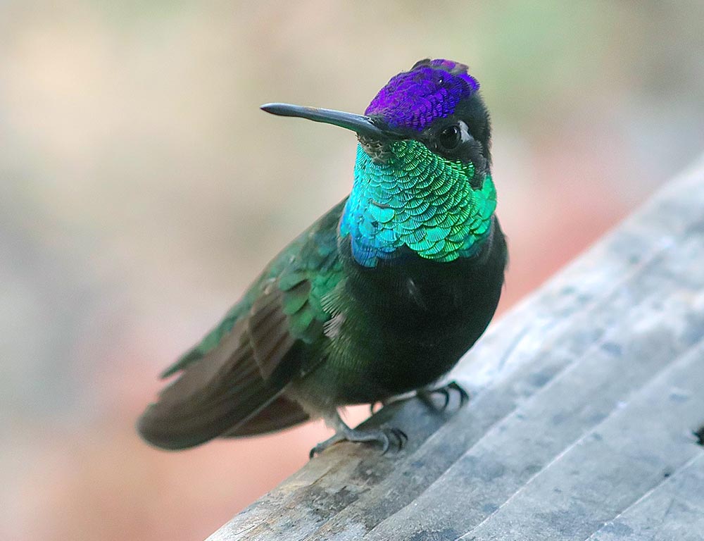 Rivoli's Hummingbird