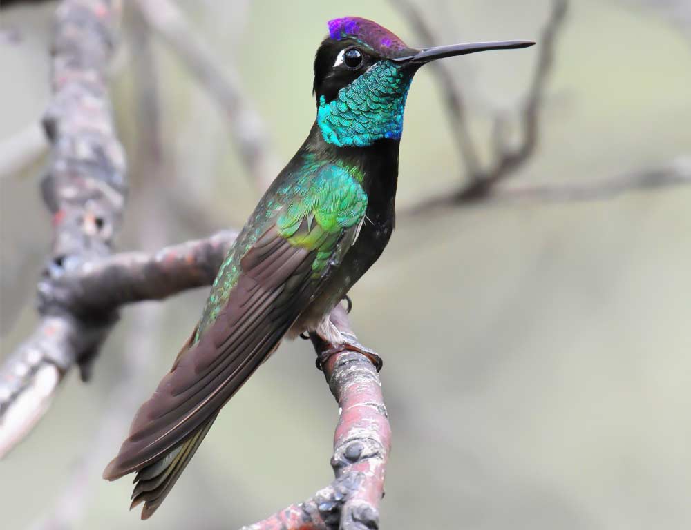 Rivoli's Hummingbird