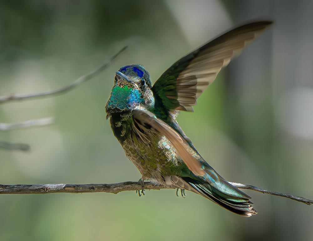 Rivoli's Hummingbird